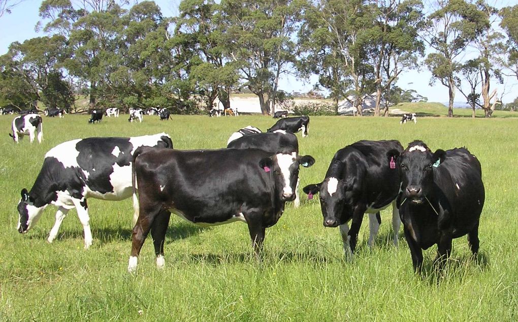 Heifers on agistment from Tarwin Lower.Weight gain well over 1 kg per day. This property has been in an Agtech Solutions / TNN fertilise program for over 5 years.