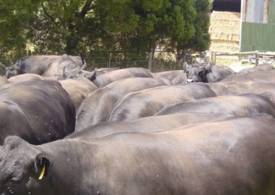 Rising 2-year old bullocks at Leongatha South.