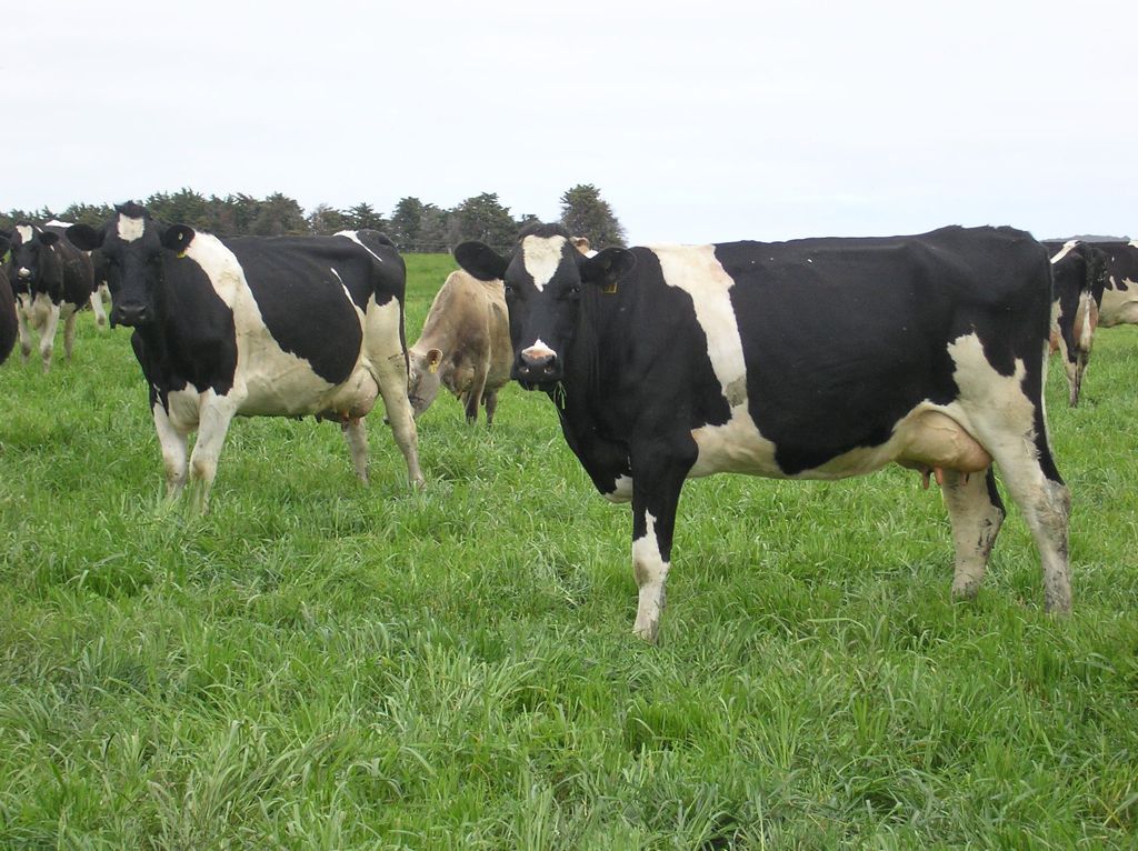 Dairy production keeps going up.