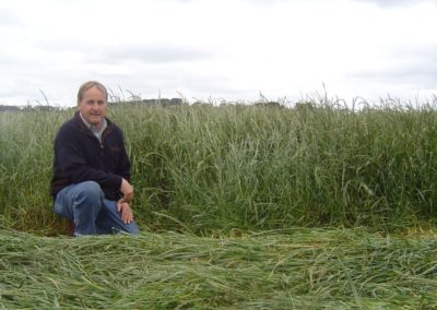 Silage crop - green to the ground.