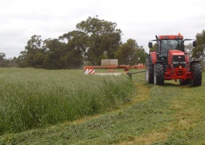 Contractor commented this was the heaviest silage he had cut for the year!