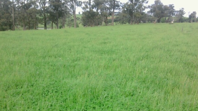 Lush pasture at Leongatha
